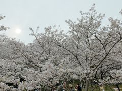 -苏州上方山国家森林公园