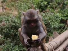 -西双版纳原始森林公园