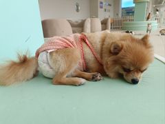 -怪兽屋·羊驼·猫咖·狗咖(俊华广场店)