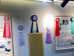 -猫十亿·布偶金渐层·曼基康矮脚猫舍(青年路店)