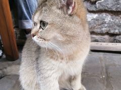 -喵屿·大理花园猫咖
