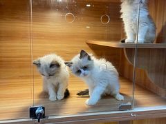 -猫十亿·布偶金渐层·曼基康矮脚猫舍(青年路店)