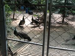 -呀路古热带植物园