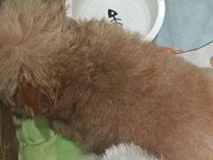 -宠颐生宠物医院·心肾内科·猫专科诊疗中心宠巢店