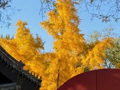 -北京国子监胡同