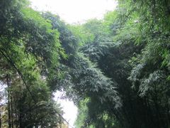 竹-芦沟竹海