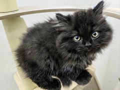 -瑞派罗医生宠物诊所(古镇分所)