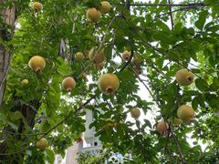 -陈记锅巴菜(五大道店)