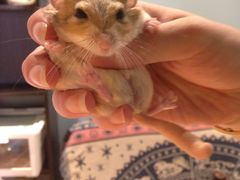 -藦茜花园宠物主题亲子互动体验馆(国顺东路店)