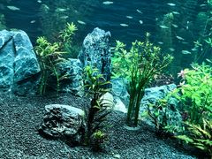 -上海海洋水族馆