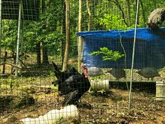 -广州白江湖森林公园