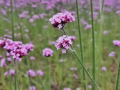 -杭州城北体育公园