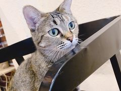 -猫友咖啡店(玉林西路店)