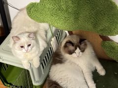 -momokira米努特·德文卷毛猫·棉花面纱犬