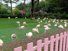 -广州长隆飞鸟乐园