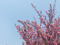 -三圣花乡旅游区