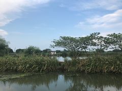 -长田漾湿地公园
