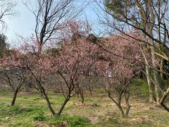 -无锡梅园公园
