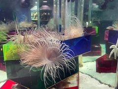 -太平洋海底世界