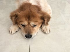 -FAELING PETS美天灵宠物(富力广场店)