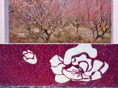 -花开海上生态园
