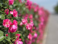 -上海滨江森林公园