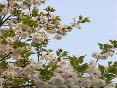 -西安青龙寺遗址景区