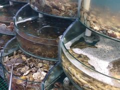-仙螺岛海鲜自助餐厅(总店)