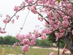 -天适樱花悠乐园