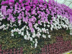 -石家庄市植物园