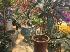 -双季花艺园艺市场(浦东店)