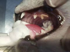 -瑞派·关忠动物医院·猫专科·犬专科(三环新城店)