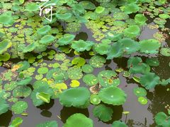 -惠州西湖丰渚园