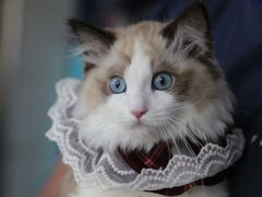 -lincat·猫舍(广州店)