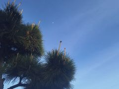 -紫竹林