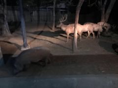 -清迈夜间动物园