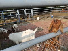 -长白岛森林公园