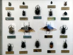 -上海昆虫博物馆