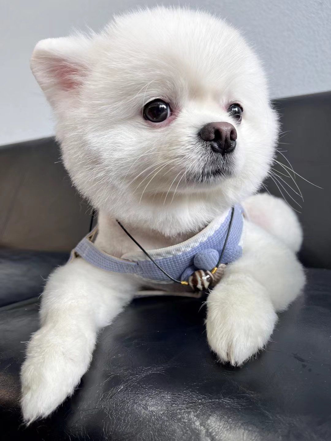 狗狗萌态百看不厌