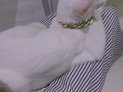 -喵的天空名猫咖啡馆·撸猫·猫舍·用品