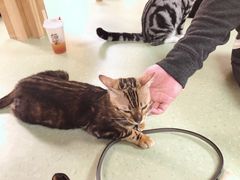 -猫和宫(六道口店)
