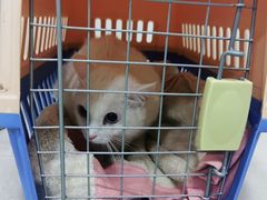 -安安宠物医院(情缘分院)