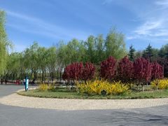 -大兴滨河森林公园