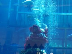 -迪拜水族馆及水下动物园