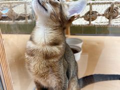 -帕帕拉兹宠物(亚洲旗舰店)