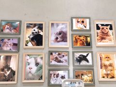 -藏猫猫咖啡主题馆(中央大道店)