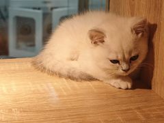 -BABIT巴比特宠物(MOMOPARK店)