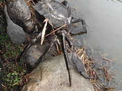 -大千天鹅湾温泉