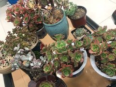 -本溪路花鸟市场(江浦路1709弄小区店)
