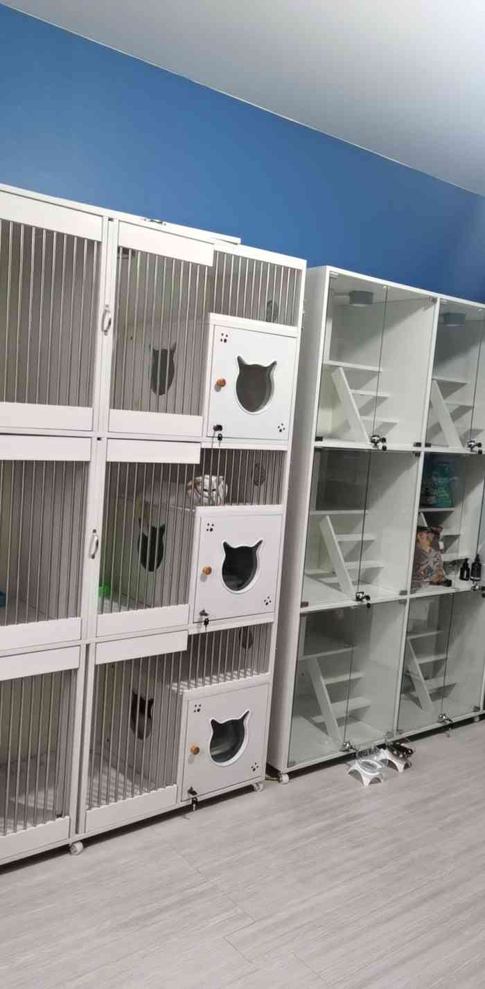 都市宠物馆-"【项目】美容第一次来,美容后秒变美女,.